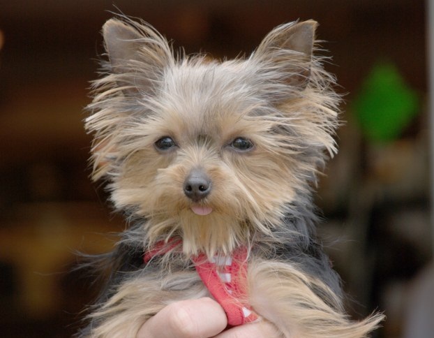 skili2 VIDEO: Αυτό είναι το πιο μικρό σκυλί του κόσμου και μπήκε στο βιβλίο Guinness!!!