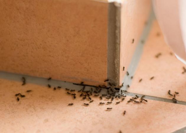 Πώς θα φύγουν τα μυρμήγκια από το σπίτι: 6 φυσικές λύσεις που εφαρμόζονται επιτόπου