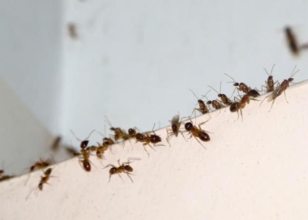 Έντομα στο σπίτι: Πώς να τα διώξεις χωρίς επικίνδυνες χημικές ουσίες