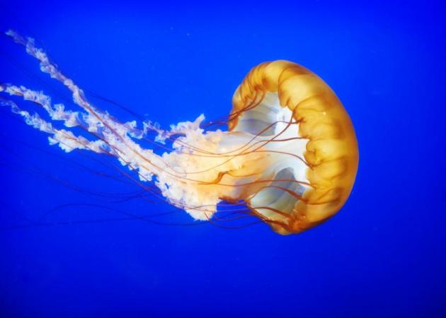 Τσίμπημα από τσούχτρα στην θάλασσα: Τι πρέπει να κάνεις