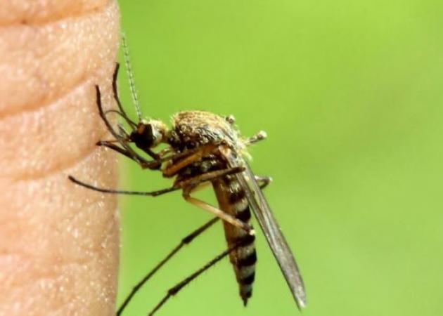 Κουνούπια: Αντιμετώπιση με φυσικά υλικά που έχεις ήδη στο σπίτι