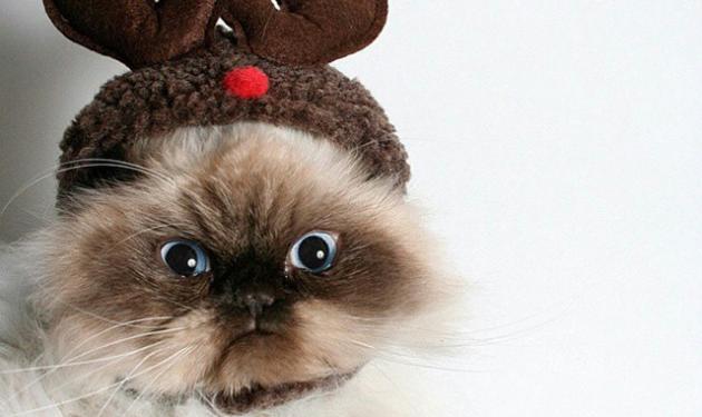 Οι γάτες δεν αγαπούν τα Χριστούγεννα και το δείχνουν! Δες τις απίθανες φωτογραφίες τους!