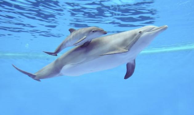 Η μαγική στιγμή της γέννησης δελφινιού – Βίντεο