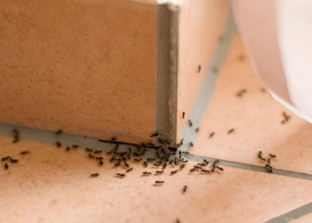 Έξι φυσικές λύσεις για τα μυρμήγκια στο σπίτι με υλικά που έχετε ήδη