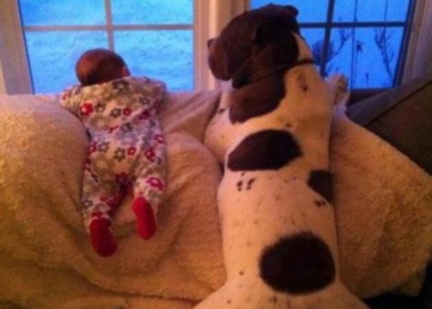 Μεγάλα σκυλιά, μικρά μωρά: ο συνδυασμός που θα σε κάνει να… λιώσεις!