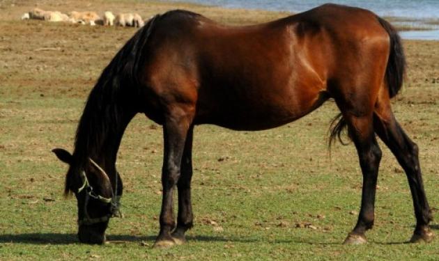 Κάρυστος: 23χρονος συγκρούστηκε με άλογο και σκοτώθηκε!