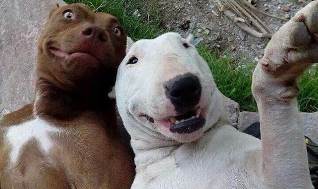 Και τα ζώα θέλουν τις selfies τους! #Animalselfies, η νέα μόδα που έχει κατακλύσει το twitter!