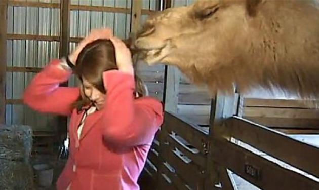 Καμήλα άρπαξε ρεπόρτερ από τα μαλλιά! Δες Video και φωτογραφίες!