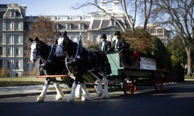 Έτσι έφτασε το χριστουγεννιάτικο δέντρο στο Λευκό Οίκο