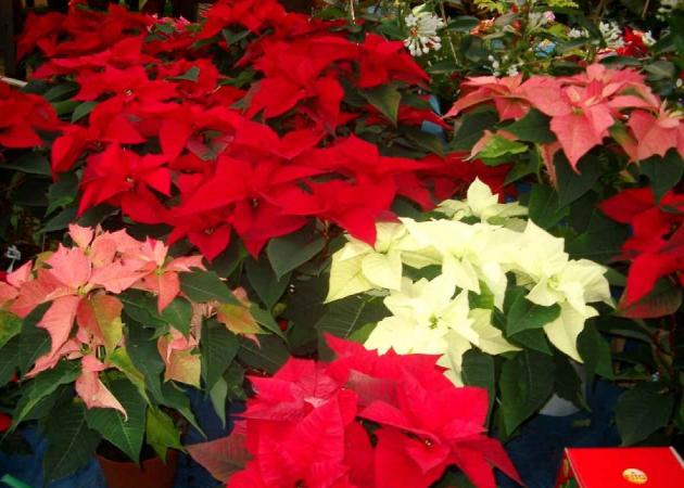 Χριστουγεννιάτικη διακόσμηση: Τι φυτά να βάλω στο σπίτι μου τα Χριστούγεννα;