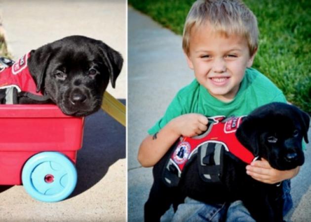 Η απίστευτη ιστορία του σκύλου που έσωσε τη ζωή του 7χρονου Luke