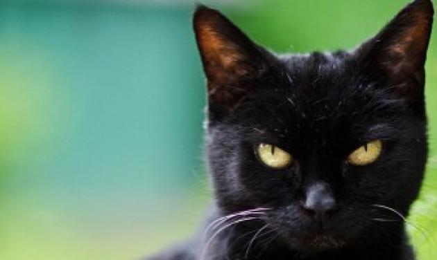 Ποια παρουσιάστρια ονειρεύτηκε μαύρη γάτα κι έχει καλό προαίσθημα για την κλήρωση του τζόκερ;
