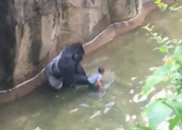 Βίντεο σοκ: Ένα 4χρονο αγόρι στα χέρια ενός άγριου γορίλα στο Ζωολογικό κήπο!