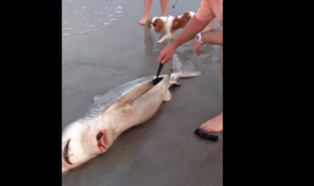 Συγκλονιστικό βίντεο! Άνδρας σώζει τρία μωρά – καρχαρίες από το σώμα της νεκρής μητέρας τους!