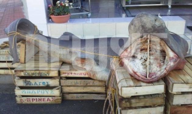 Καρχαρίας… 350 κιλών ψαρεύτηκε στο Αίγιο!