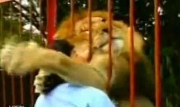 Λιοντάρι φιλά και αγκαλιάζει την γυναικά που του έσωσε τη ζωή! Βίντεο