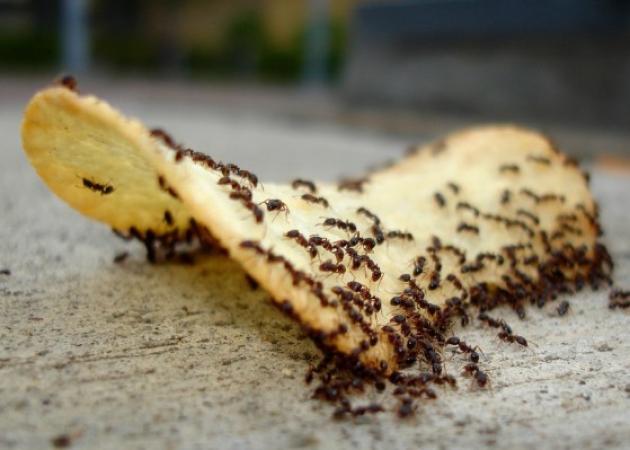 Μυρμήγκια στο σπίτι: 6 φυσικές τεχνικές για να απαλλαγείτε οριστικά