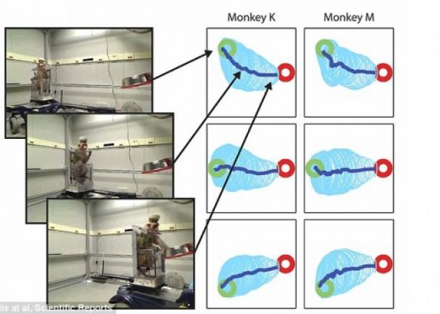 Απίστευτο! Μαϊμού οδηγεί ρομποτικό αναπηρικό καροτσάκι μόνο με τη σκέψη!