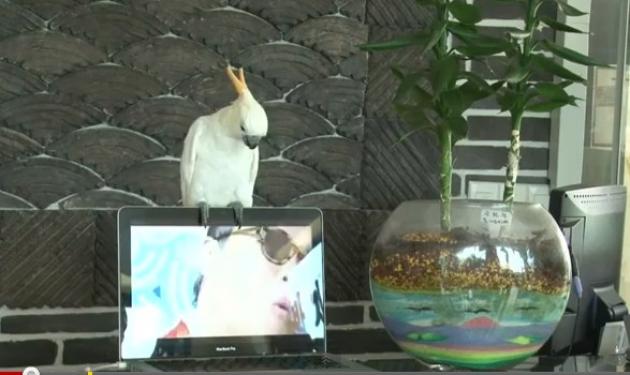 Και ο παπαγάλος δεν μπόρεσε να αντισταθεί στο… Gangnam Style! Ξεκαρδιστικό βίντεο