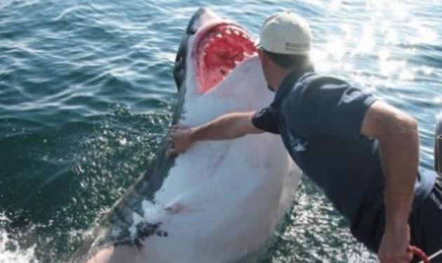 Καρχαρίας ”τράβηξε” ψαρά στη θάλασσα – Απίστευτο video