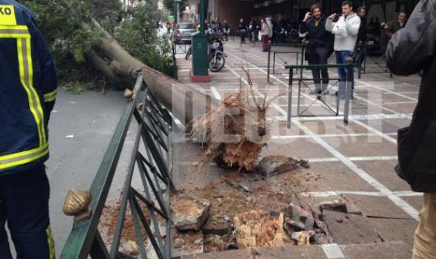 Δέντρο 30 μέτρων έπεσε πάνω σε αυτοκίνητο στη Σταδίου! Σώα η οδηγός