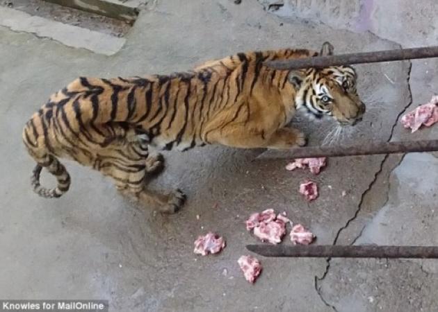 Αδιανόητο! Σκοτώνουν τίγρεις για να φτιάξουν αφροδισιακό κρασί