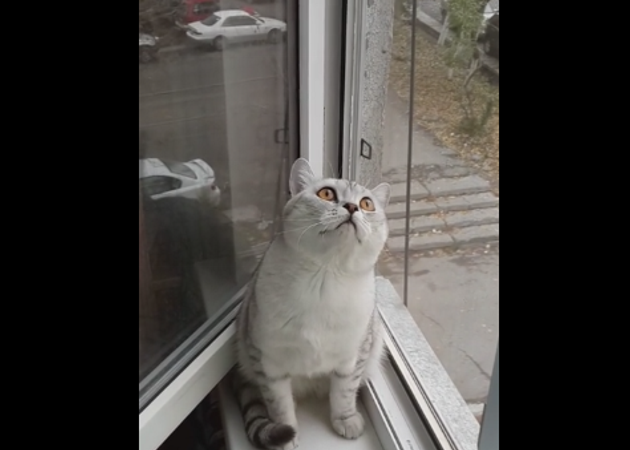 Απίστευτο βίντεο! Γάτα μένει… “παγωμένη” και ακίνητη ότι κι αν της κάνουν!