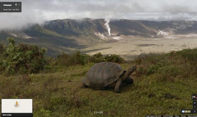 Περπατώντας στα χνάρια των γιγάντων των Γκαλαπάγκος: Οι άγριες χελώνες στο Google Maps