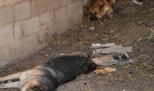 Σκύλος στο Κορωπί έμεινε να θρηνεί δίπλα στη νεκρή από φόλα, φίλη του