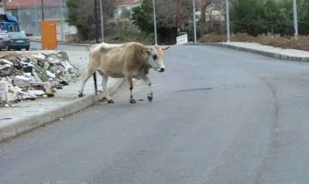 Γιάννενα: Έστησαν ολόκληρη επιχείρηση για να απομακρύνουν αγελάδα από το οδόστρωμα