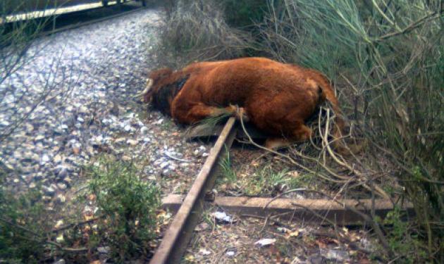Φθιώτιδα: Τρένο τράκαρε με αγελάδα και εκτροχιάστηκε