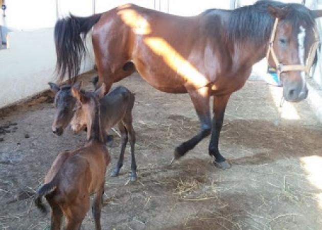 Μυτιλήνη: Η σπάνια γέννα που κάνει το γύρο του Facebook