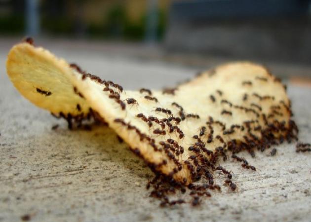 Το κόλπο για να εξαφανίσεις τα μυρμήγκια από το σπίτι