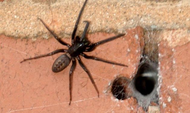 13χρονη βρήκε στο σπίτι της 8 τεράστιες αράχνες και …τις κράτησε!
