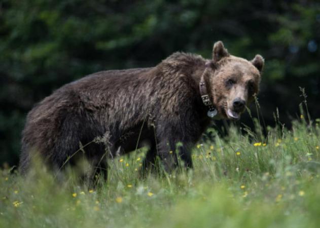 Νεαρός αρκούδος πήδηξε την περίφραξη για να βρεθεί με τα θηλυκά του “Αρκτούρου” [pics]