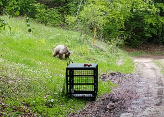 Φλώρινα: Δεν άντεξε την ελευθερία το ορφανό αρκουδάκι – Επέστρεψε μόνο του στο καταφύγιο