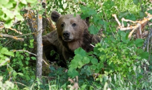 Φλώρινα: Πέθανε ο θρυλικός Μίσα – Η αρκούδα του εμφύλιου πολέμου!