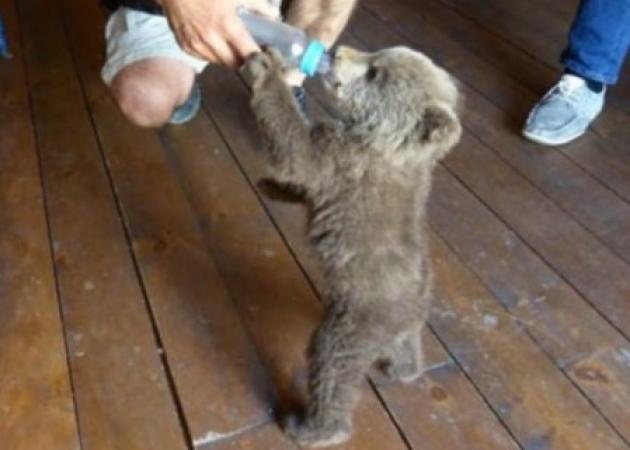 Καστοριά: Περπατούσε και ξαφνικά είδε μπροστά του αυτό το αρκουδάκι! Οι ώρες που ακολούθησαν – Φωτογραφίες