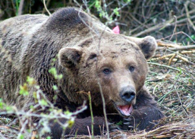 Καστοριά: Οι αρκούδες έφτασαν στη λίμνη – Η νυχτερινή τους βόλτα που προκάλεσε πανικό