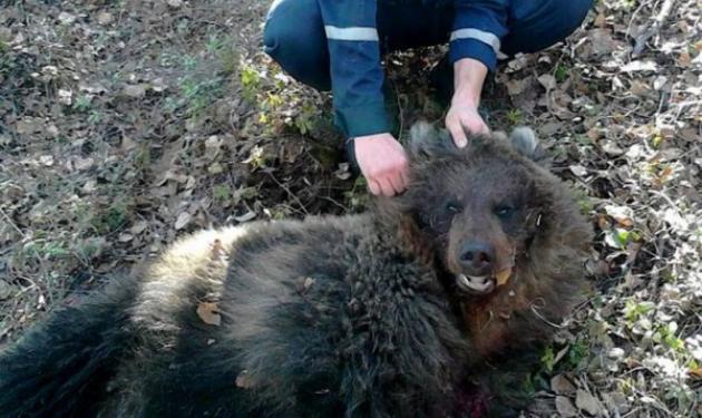 Η απίστευτη ιστορία της 55χρονης! Αρκούδα την έθαψε ζωντανή για να τη φάει αργότερα!
