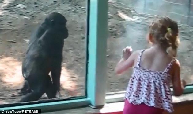 Απίστευτο βίντεο! Κοριτσάκι γίνεται φίλη με γοριλάκι!