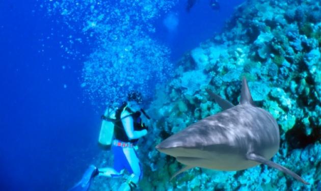 10 μέρη που μπορείς να κολυμπήσεις… παρέα με τους καρχαρίες!