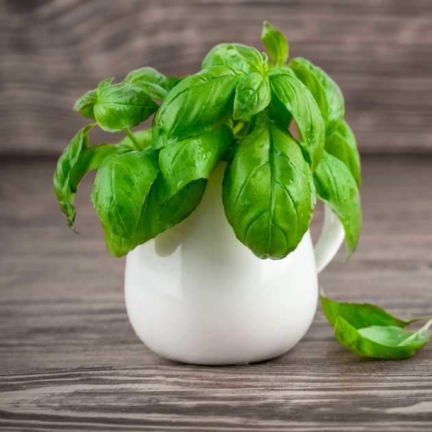 Μην βάζεις τον φρέσκο βασιλικό στο ψυγείο, αλλά σε… βάζο!