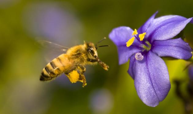 Τα σωστά βήματα σε περίπτωση τσιμπήματος από μέλισσα ή σφήκα