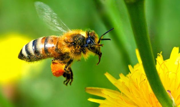 “Όταν εξαφανισθούν οι μέλισσες θα πεθάνει ο άνθρωπος”, και ήδη εξαφανίζονται…