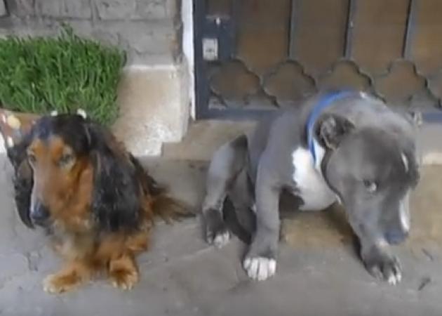 Το βίντεο που έγινε viral! Σκυλί κρύβει το πρόσωπό του από ντροπή, την ώρα που το μαλώνει το αφεντικό του!