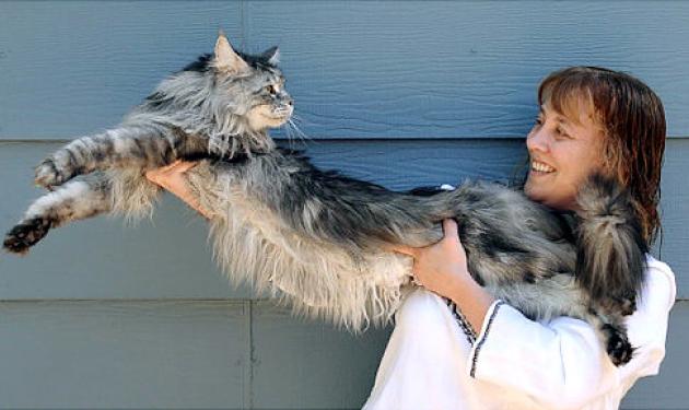 Στο βιβλίο Γκίνες η μακρύτερη γάτα του κόσμου!