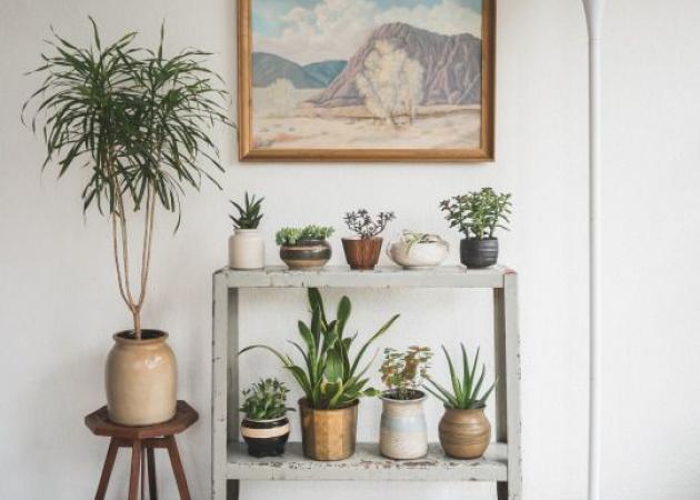 Αυτά είναι τα καλύτερα φυτά εσωτερικού χώρου για να πάρεις… ανάσα!