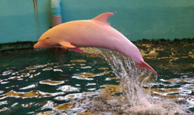 To σπάνιο δελφίνι που γίνεται ροζ όταν θυμώνει ή όταν στενοχωριέται!