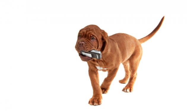 Ο σκύλος που κλέβει κινητά στην Πάτρα!